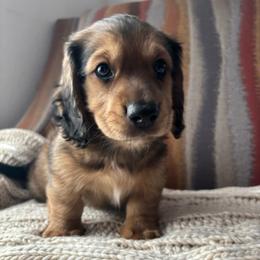 Milo - Shaded Cream - Cream male Dachshund puppy in Mesa, Arizona from Ruby Desert Doxies