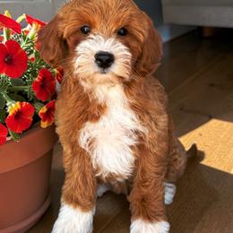 Bernedoodle, Cavapoo, and Goldendoodle Puppies from Adored Poodle & Doodles