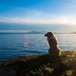 Australian Shepherd All Grown Up from Petrichor Australian Shepherds