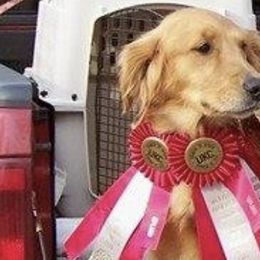 Golden Retrievers and Shetland Sheepdogs from Bigfoot Farms
