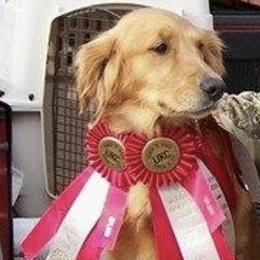 Golden Retrievers and Shetland Sheepdogs from Bigfoot Farms