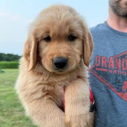 Red Boy - Golden male Golden Retriever puppy in Macy, Indiana from Macy Golden Meadows
