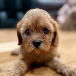 Blossom - Red female Cavapoo puppy in Kansas from Marigold Pups
