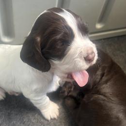 Girl 1 - Liver and white female English Cocker Spaniel puppy in Martinez, Georgia from River Trail Kennels