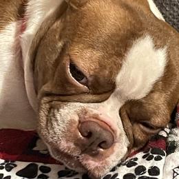 Saylor - Boston Terrier