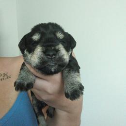 Brown - Black and silver female Miniature Schnauzer puppy in Thomasville, North Carolina from J&J's Future Horizons Kennel