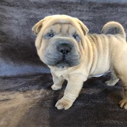 Chinese Shar-Pei Puppies from HapPei House of Wrinkles