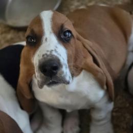 Killian - Mahogany and white male Basset Hound puppy in West Chester, Ohio from Bed-N-Bassets