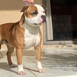 Gus - Staffordshire Bull Terrier