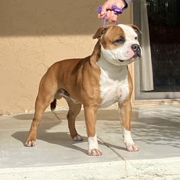 Gus - Staffordshire Bull Terrier