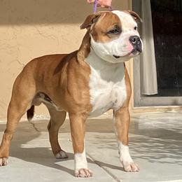 Gus - Staffordshire Bull Terrier
