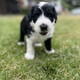Old English Sheepdog and Sheepadoodle Puppies from Doodlefolk