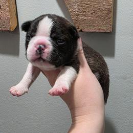 Cedar - Black brindle and white male Boston Terrier puppy in Billings, Missouri from Azaleas Euro Boxers & Boston Terriers