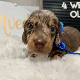 Bullseye - Dapple male Dachshund puppy in Goodyear, Arizona from AZ Low Life Doxies
