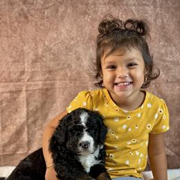 American Eskimo Dog and Bernedoodle Puppies from Shadow Kennels