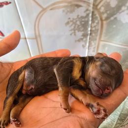 Mars - Red tri-color male Aussiedoodle puppy in Prescott Valley, Arizona from Ramirez Family Doodles