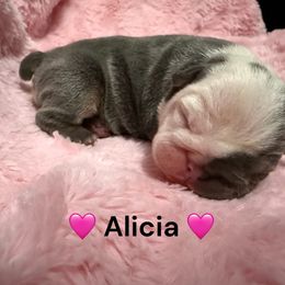 Alicia - Lilac tri-color female Bulldog puppy in Phoenix, Arizona from Hamalini Bulldogs LLC