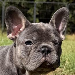 Violet - Blue female French Bulldog puppy in Chesnee, South Carolina from Michael & Raisa
