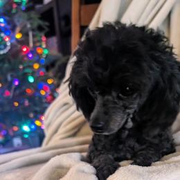 Sissy - Poodle