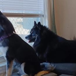 Pomsky Puppies from Your Friend Seamus' Studds