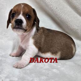 Dakota-wirehair - Red male Dachshund puppy in Blair, Oklahoma from North Fork Doxies-Okla