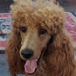 Cheyenne - Poodle