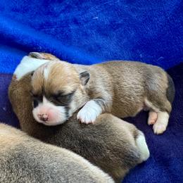 Pembroke Welsh Corgi Puppies from Pembroke Welsh Corgis at Belle Haven