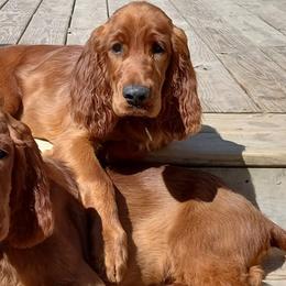 Irish Setters from Anamacara Irish Setters