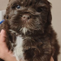 Goblin - Chocolate male Shih Tzu puppy in Memphis, Tennessee from Thorntons Fur Crew