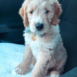 Aussiedoodle and Goldendoodle Puppies from Saddle Hill Farms
