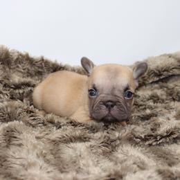 Little Man - Blue fawn male French Bulldog puppy in Saucier, Mississippi from Mississippi Sound Frenchies