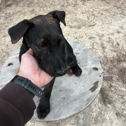 Female 2 - female Heideterrier puppy in Evans, Georgia from German Heideterriers USA