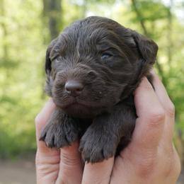 Kelvey O'Sally - Chocolate male Labradoodle puppy in Rock Island, Tennessee from Harvest Sky Kennels