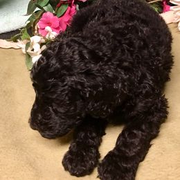  Puppies from Spivey’s Splendid Standard Poodles