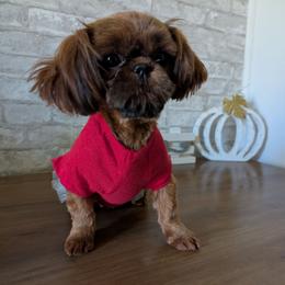 Shih Tzu puppies from Morgan's Shih Tzus