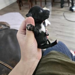 Poodle Puppies from Ffynnet Farms Poodles