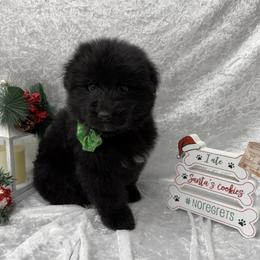 Turquoise - Black male German Shepherd puppy in Aledo, Texas from OakSong German Shepherd Dogs