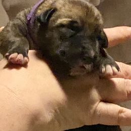 Irish Wolfhound Puppies from Serendipity Sighthounds