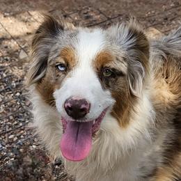 Res - Miniature Australian Shepherd