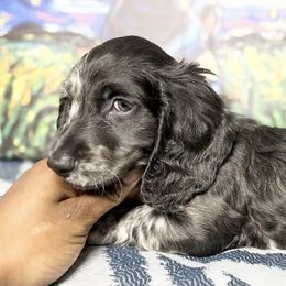 Dachshunds from Dox&Kosh