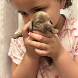 Iris - Fawn (isabella) and tan female Dachshund puppy in Lufkin, Texas from L & A Dachshunds