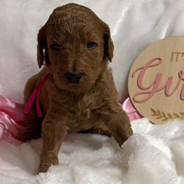 Dark pink girl - Apricot female Poodle puppy in Bowling Green, Kentucky from Ritzy Red Poodles