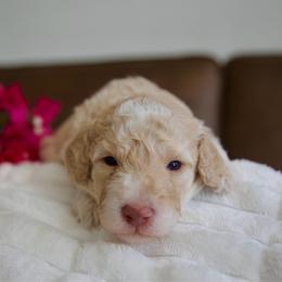 Ponyo - Red female Bernedoodle puppy in Queen Creek, Arizona from Dulcito Doodles