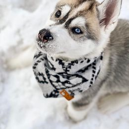 Siberian Husky Puppies from Antler Creek Siberians
