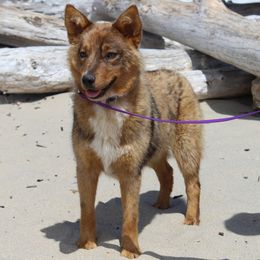 NWCD Chip - Red mottled female Australian Cattle Dog puppy in Willamina, Oregon from Cherished Chihuahuas