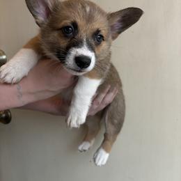 Pembroke Welsh Corgi Puppies from Mehling Corgis