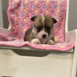 Emmy - Red female Pembroke Welsh Corgi puppy in Morgantown, Pennsylvania from GoldStar Corgis (License Number 18519)
