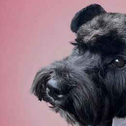 Miniature Schnauzers from Dishman's Miniature Schnauzers
