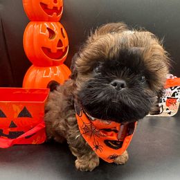 AKC Male-Simba - Sable male Shih Tzu puppy in Avondale, Arizona from Riley Family Shih Tzus