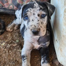Catahoula Leopard Dogs from Kassie's Catahoulas